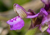 Anacamptis morio