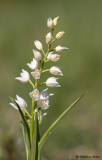 Cephalanthera longifolia