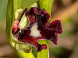Ophrys insectifera