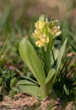 Dactylorhiza sambucina f. sambucina