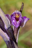 Limodorum abortivum