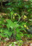 Cypripedium calceolus