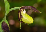 Cypripedium calceolus