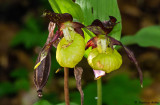 Cypripedium calceolus
