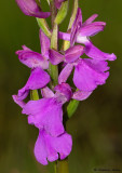 Anacamptis palustris