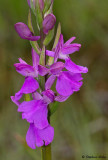 Anacamptis palustris