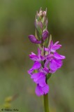Anacamptis palustris
