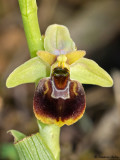 Ophrys fuciflora x O. insectifera