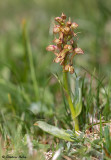 Coeloglossum viride