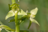 Platanthera chlorantha