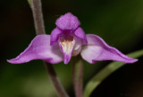 Cephalanthera rubra