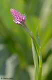 Traunsteinera globosa