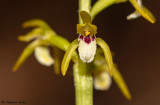 Corallorhiza trifida