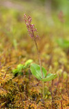 Neottia cordata