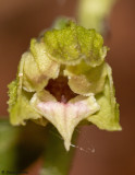 Epipactis leptochila