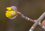 Cornus mas