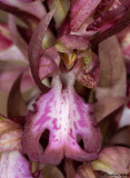 Himantoglossum robertianum