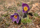 Pulsatilla vulgaris