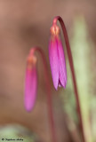 Erythronium dens-canis