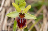 Ophrys sphegodes