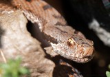 Vipre aspic, Vipera aspis aspis