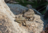 Lzard des murailles, Podarcis muralis brongniardii