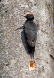 Pic noir, Dryocopus martius