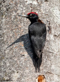 Pic noir, Dryocopus martius