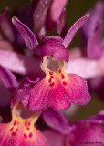 Dactylorhiza sambucina f. rubra