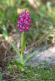 Dactylorhiza sambucina f. rubra