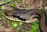 Couleuvre  quatre raies, Elaphe quatuorlineata quatuorlineata