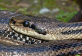 Couleuvre  quatre raies, Elaphe quatuorlineata quatuorlineata