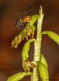 Corallorhiza trifida