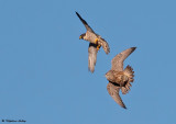 Faucon plerin, Falco peregrinus peregrinus