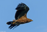 Aigle pomarin, Clanga pomarina