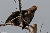 Aigle pomarin, Clanga pomarina