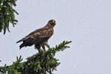 Aigle pomarin, Clanga pomarina