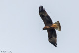 Aigle bott, Hieraaetus pennatus