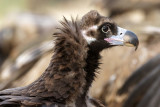 Vautour moine, Aegypius monachus