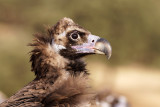Vautour moine, Aegypius monachus