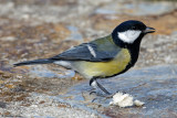Msange charbonnire, Parus major