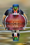 Anatra sposa-Wood Duck (Aix sponsa)