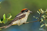 Averla capirossa- Woodchat Shrike(Lanius senator)