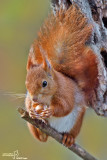 Scoiattolo rosso - Red squirrel - (Sciurus vulgaris)