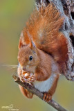 Scoiattolo rosso - Red squirrel - (Sciurus vulgaris)