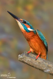 Martin pescatore - Kingfisher - (Alcedo atthis)