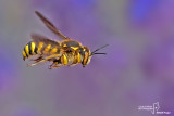 Anthidium fiorentinum