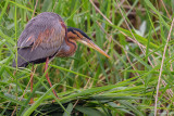 Airone rosso-Purple Heron (Ardea purpurea)