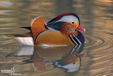 Anatra mandarina-Mandarin Duck (Aix galericulata)