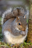Grey squirrel - Sciurus carolinensis